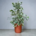 Фикус триангуларис Свитхарт