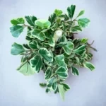 Фикус триангуларис Свитхарт