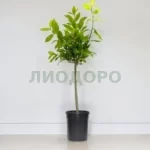 Лавр нобилис штамб