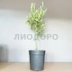 Олива европейская штамб с серебристой кроной
