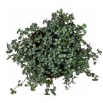 Пилея глаукофилла Крейзи