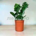 Замиокулькас Зензи