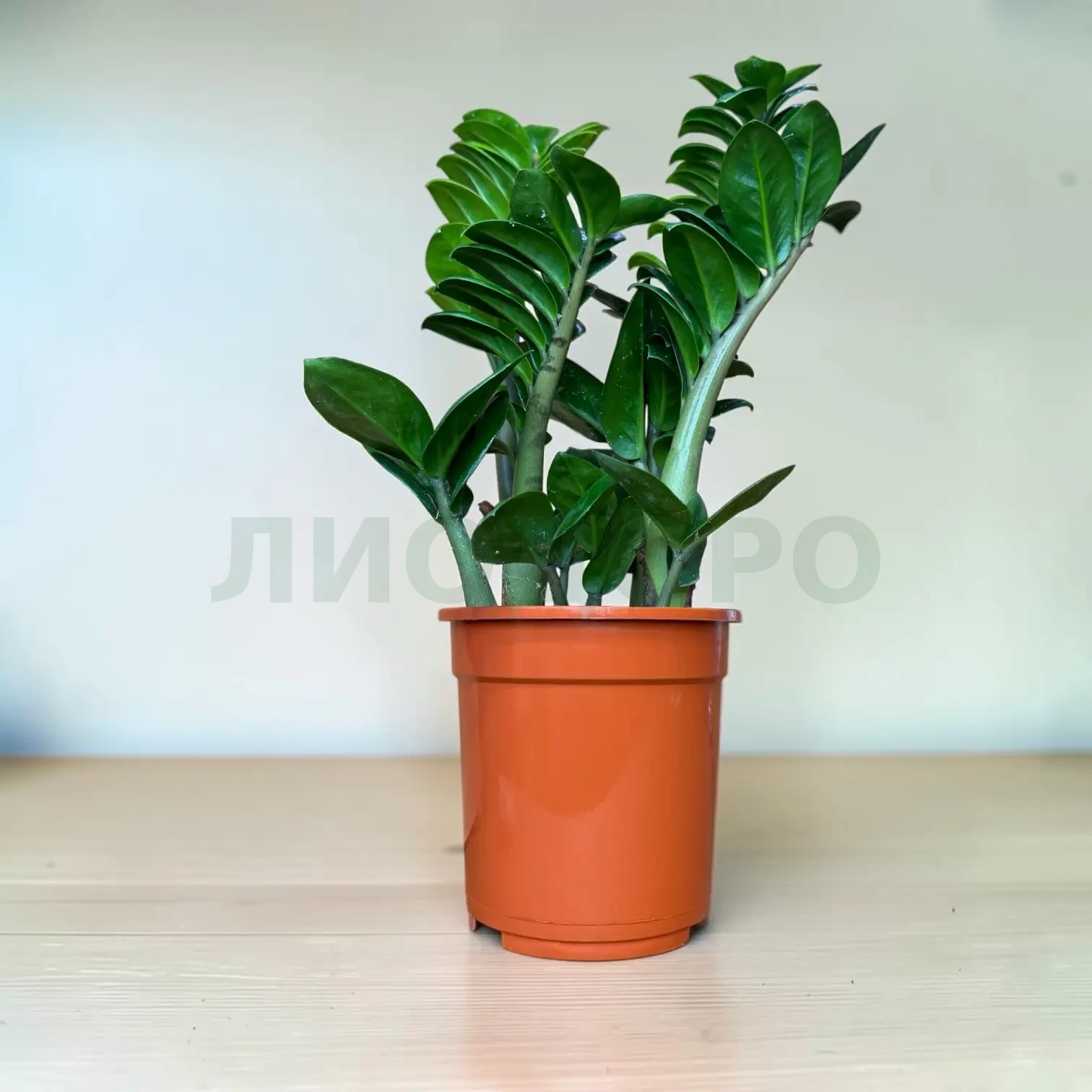 Замиокулькас Зензи Замиокулькас Зензи