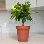 Фикус микрокарпа майя