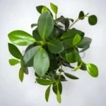 Фикус микрокарпа майя