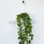 Хедера хеликс питсбург