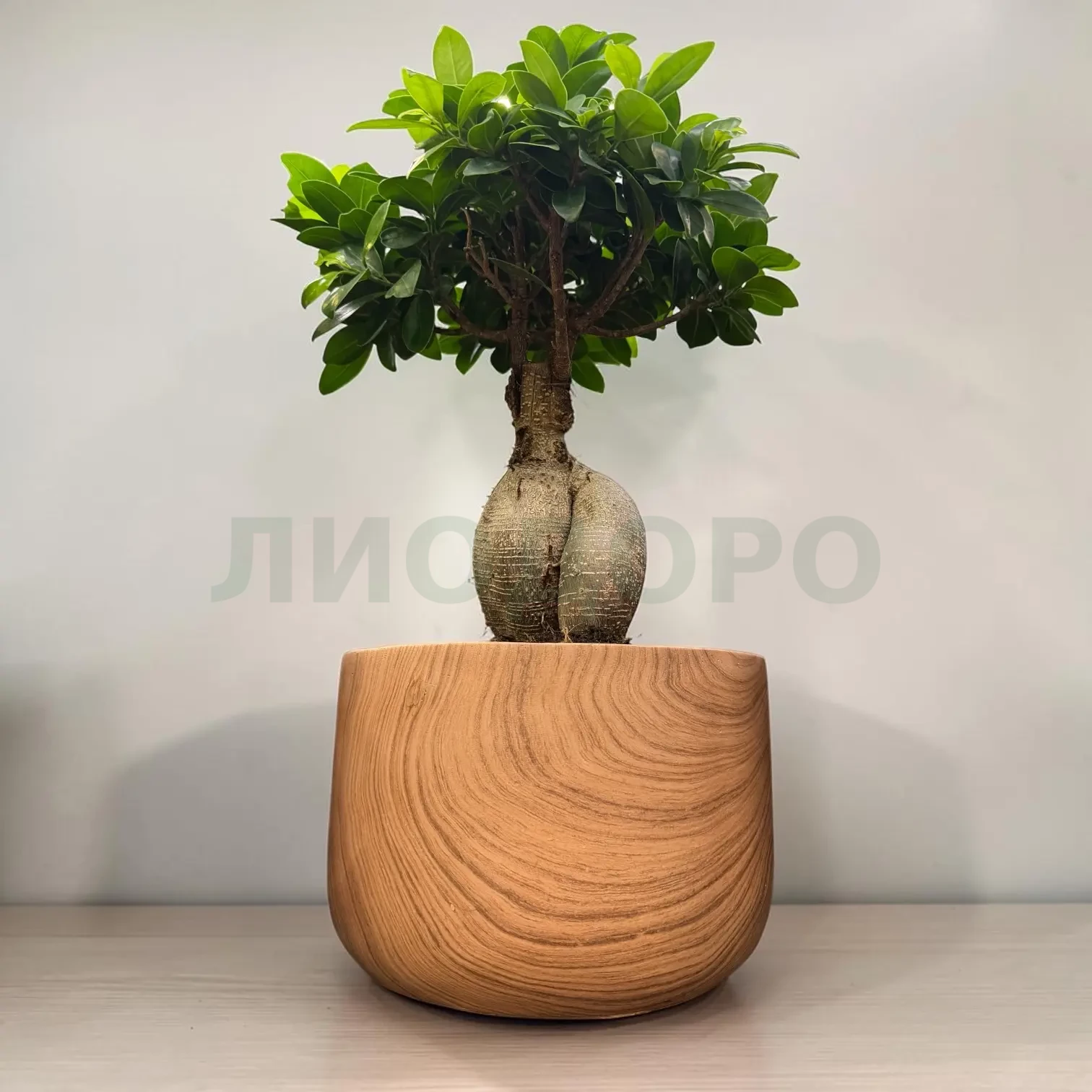 Фикус микрокарпа гинсенг Фикус микрокарпа гинсенг
