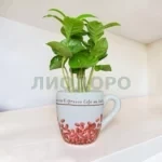 Кофе арабика в чашке
