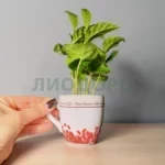 Кофе арабика в чашке