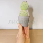 Тефрокактус Геометрический