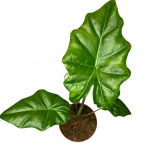 Алоказия Портодора