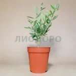 Олива европейская
