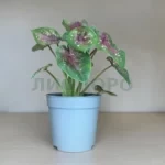 Каладиум Кейси