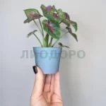 Каладиум Кейси
