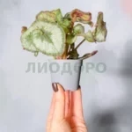 Бегония листовая эскаргот