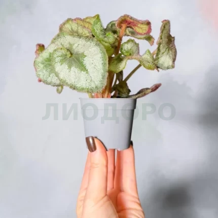 Бегония листовая эскаргот
