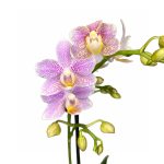 Фаленопсис мультифлора Замбия