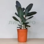 Фикус эластика абиджан