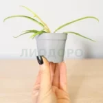 Филодендрон тортум
