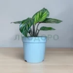Калатея Майли