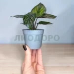 Калатея Майли