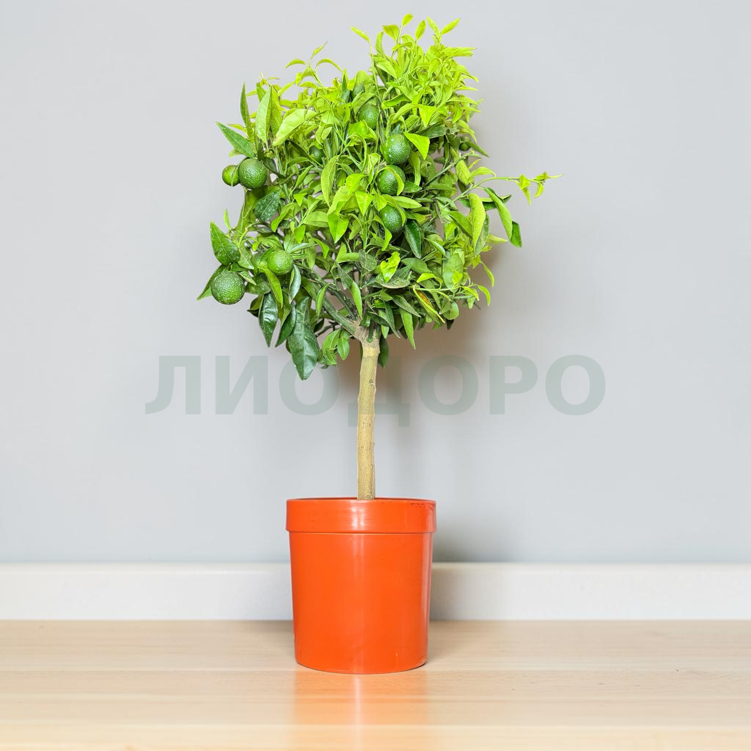 Photoroom_20260910_094035