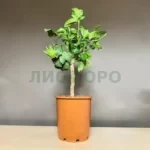 Цитрус Рука Будды штамб — пальчатый цитрон