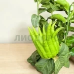 Цитрус рука будды