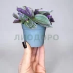 Традесканция нанук