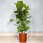 Фикус лирата бранч