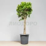 Фикус нитида штамб