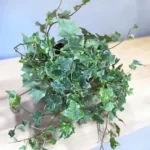 Хедера хеликс минт колибри