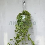 Хедера хеликс голдчайлд
