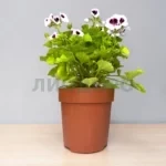 Пеларгония зональнаяПеларгония зональная