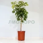 Шеффлера голд капелла штамб