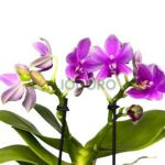 Фаленопсис мультифлора Черри Блоссом