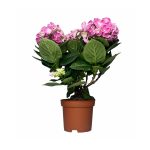 gidrangeya-kurli-verli-pink