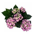 gidrangeya-kurli-verli-pink