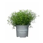 Gypsophila