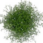Gypsophila