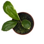 Хойя Инкрассата Вариегата