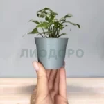Сингониум Старлайт