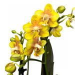Фаленопсис мультифлора Гайя Арома Еллоу