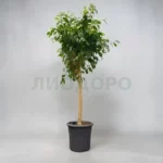 Фикус Бенджамина Экзотика штамб с зелёной кроной