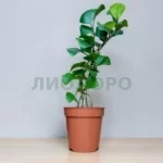 Фикус триангулярис