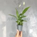 Спатифиллум шопен