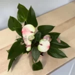 Антуриум андреанум карма липа