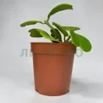 Хойя керри