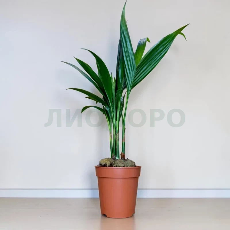 Пальма арека катеху