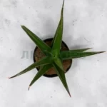 Сансевиерия Пингвекула